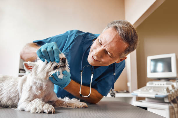 Best Emergency Root Canal Treatment in Pine Prairie, LA